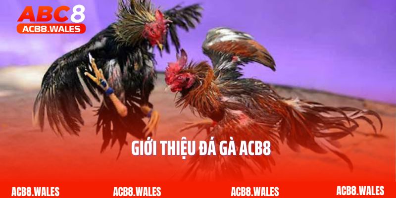 Giới thiệu đá gà ACB8 