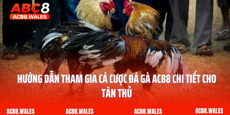 Hướng dẫn tham gia cá cược đá gà ACB8 chi tiết cho tân thủ 