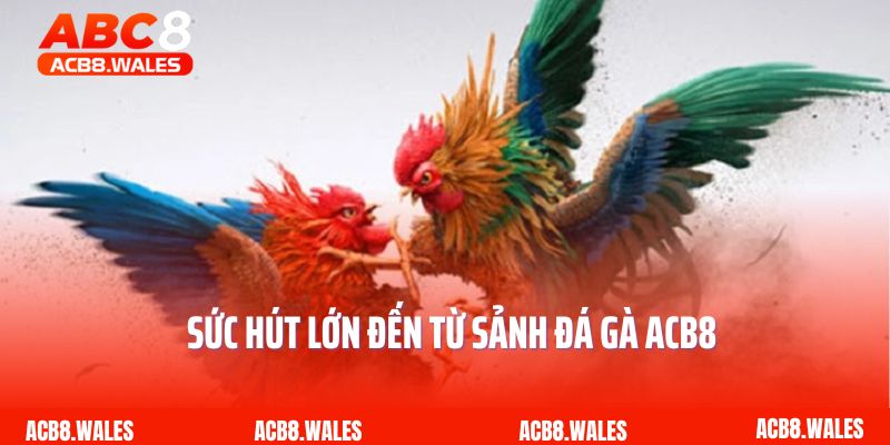 Sức hút lớn đến từ sảnh đá gà ACB8 
