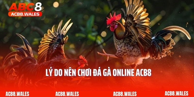 Lý do nên chơi đá gà online ACB8