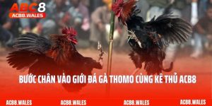 Bước Chân Vào Giới Đá Gà Thomo Cùng Kê Thủ ACB8