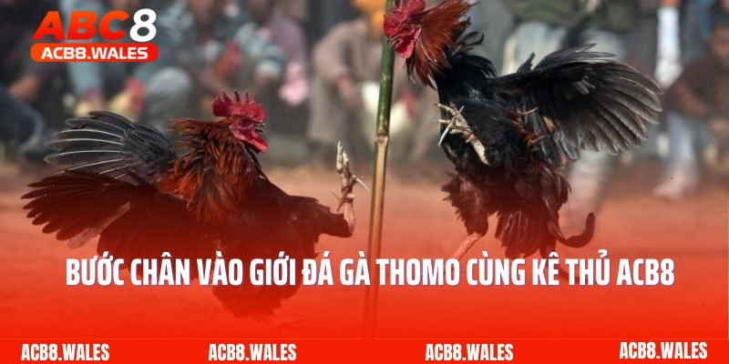 Bước Chân Vào Giới Đá Gà Thomo Cùng Kê Thủ ACB8