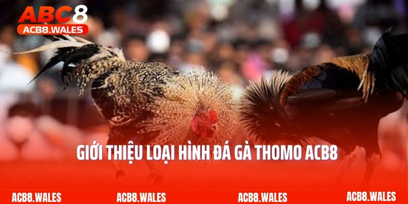 Giới thiệu loại hình đá gà Thomo ACB8